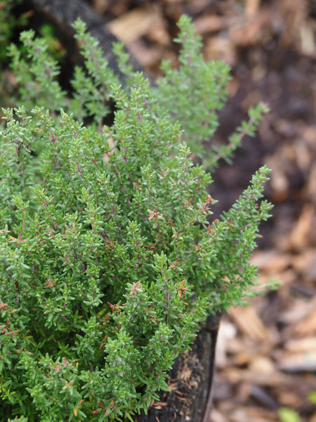 Herb Gardening, Levelled Up - March 21, 2026 - 1:00 pm