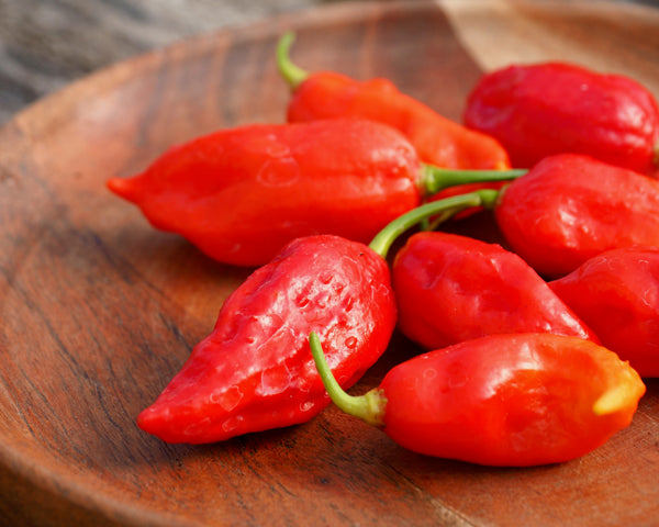 Propagating & Growing Speciality Hot Peppers - February 21, 2026 - 1:00 pm