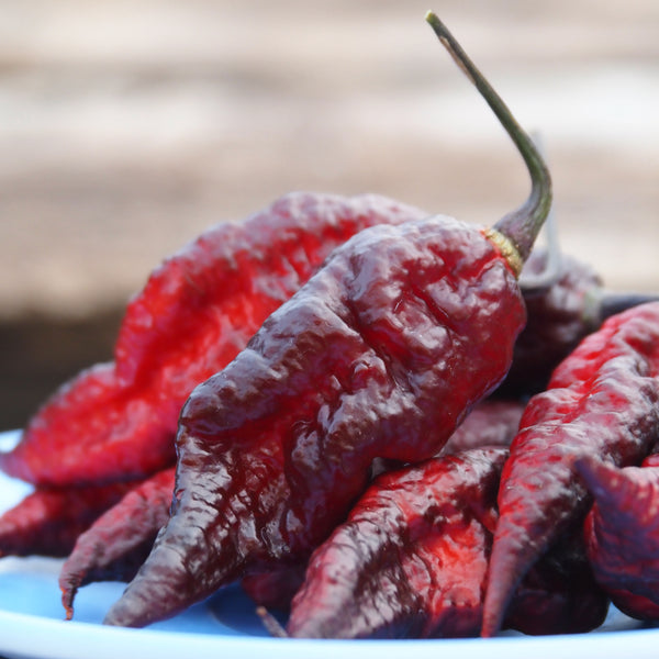 Propagating & Growing Speciality Hot Peppers - February 21, 2026 - 1:00 pm