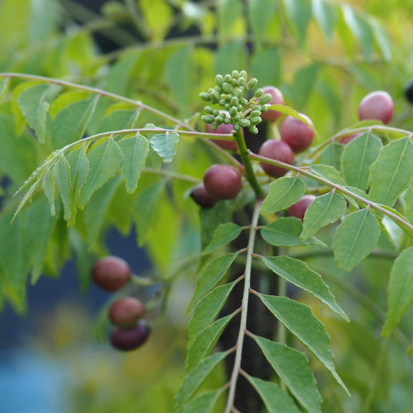 Rare Plant Tour with Dave - Saturday, October 10 2026 - 3 pm