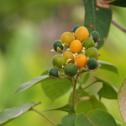 Behind the Scenes Plant Tour with Dave - Saturday, October 10 2026 - 1 pm