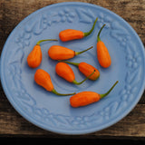 Propagating & Growing Speciality Hot Peppers - February 21, 2026 - 1:00 pm