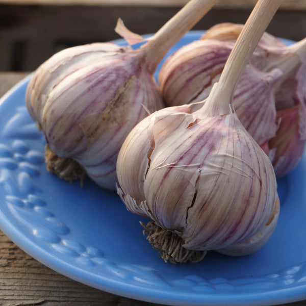 Bulbs - Garlic, German Red (Certified Organic) - PREORDER