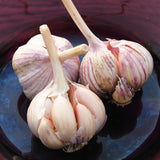 Bulbs - Garlic, Romanian Red (Certified Organic) - PREORDER