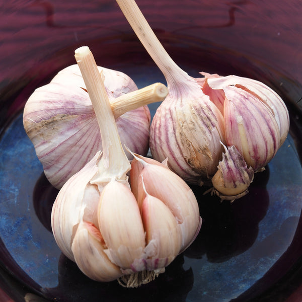 Bulbs - Garlic, Romanian Red (Certified Organic) - PREORDER