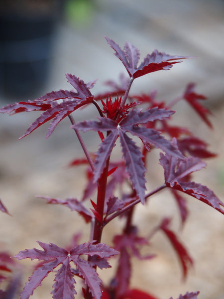 Fall Propagation Project - Saturday, October 24, 2026 - 1 pm