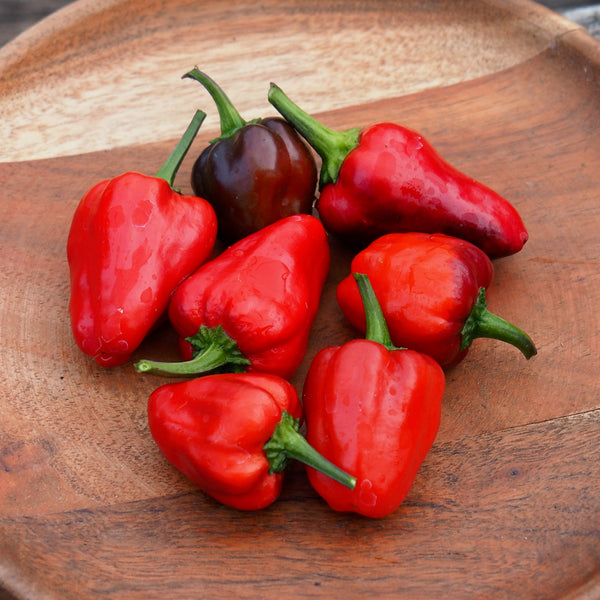 Propagating & Growing Speciality Hot Peppers - February 21, 2026 - 1:00 pm