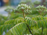 Behind the Scenes Plant Tour with Dave - Saturday, October 10 2026 - 1 pm
