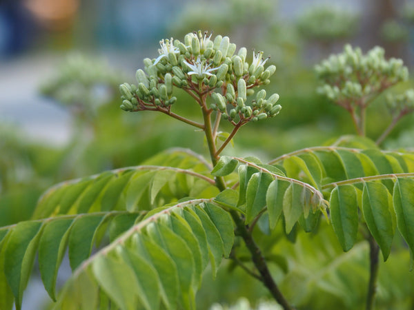 Behind the Scenes Plant Tour with Dave - Saturday, October 10 2026 - 1 pm