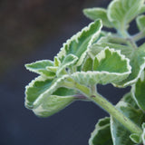 Fall Propagation Project - Saturday, October 24, 2026 - 1 pm
