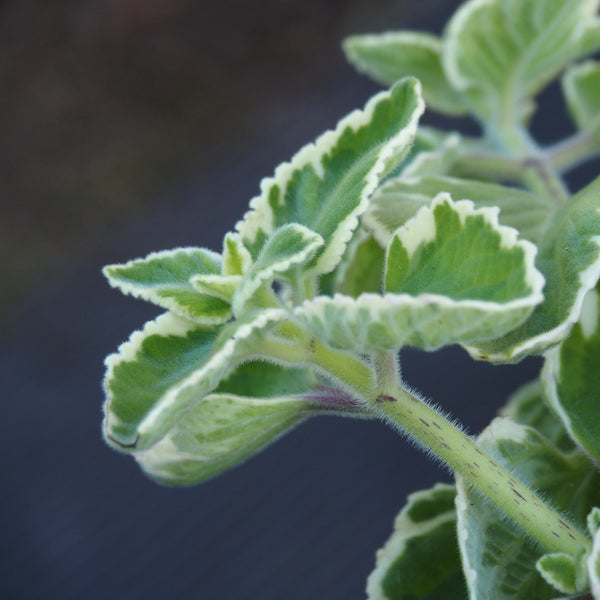 Fall Propagation Project - Saturday, October 24, 2026 - 1 pm