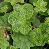 Fall Propagation Project - Saturday, October 24, 2026 - 1 pm