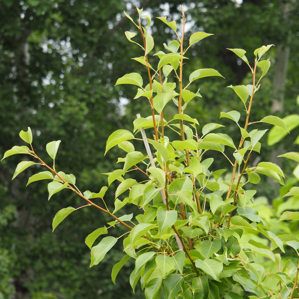 (orchard) Pear, Prairie Welcome - Mid-Summer SALE (7-gallon)