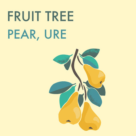 Pear, 'Ure' (Chinese pear) - 10-gallon ORCHARD PREORDER FOR LATE MAY 2024