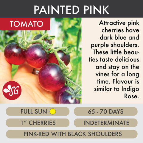 Painted Pink - Tomato Plant Pre-Order 2026