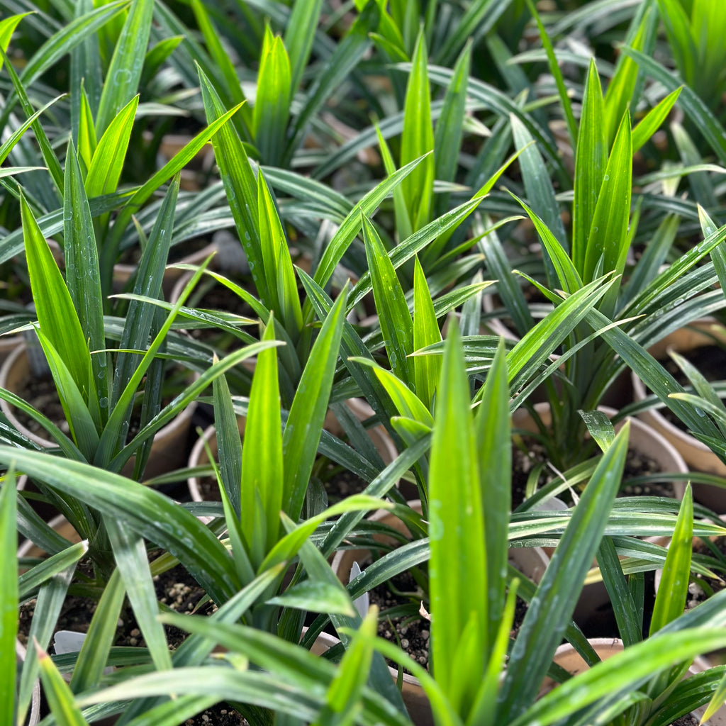 Live Plant Pandan Plant Sage Garden