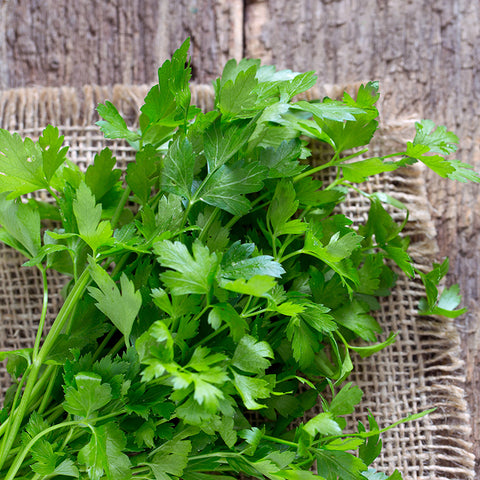 Parsley, Giant Italian (Organically Grown Seeds)