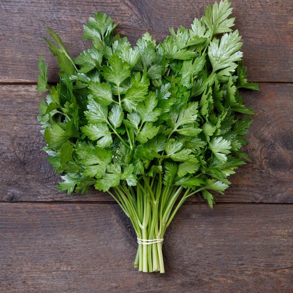 Parsley, Laica Italian (Certified Organic Seeds)