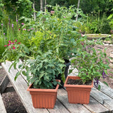 Tiny Tim Cherry (Patio Tomato)