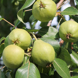 Pear, Early Gold (7-gallon)