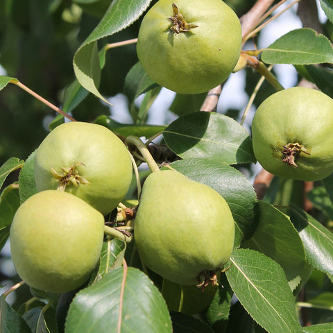 Pear, Early Gold (7-gallon)