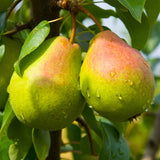 Pear, Golden Spice (7-gallon)