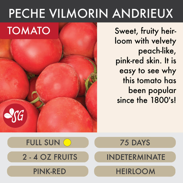Peche Vilmorin Andrieux - Tomato Plant Pre-Order 2026