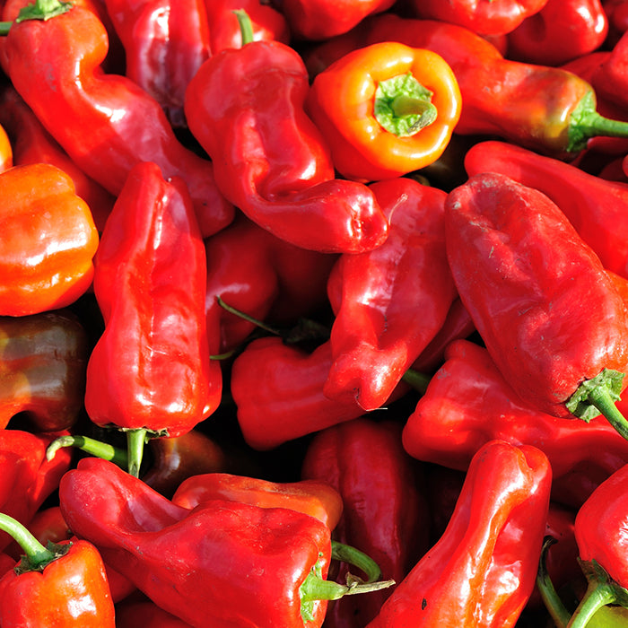 aleppo pepper seeds for planting Pepper (Hot), Aleppo (Organically Grown Seeds)