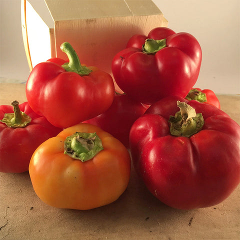 Pepper (Sweet), Alma Paprika (Certified Organic Seeds)