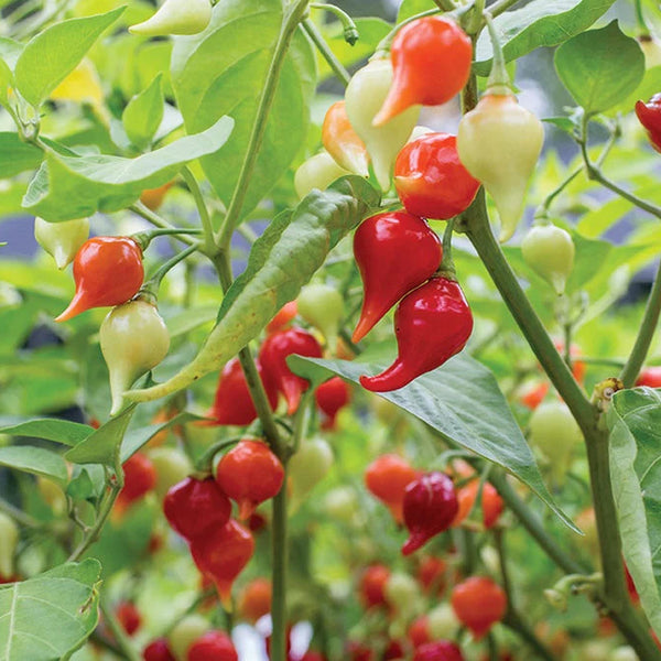 Pepper (Hot), Iracema Biquinho (Certified Organic Seeds)