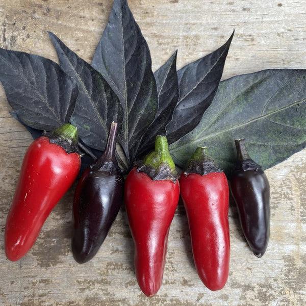 Pepper (Hot), Count Dracula (Certified Organic Seeds)