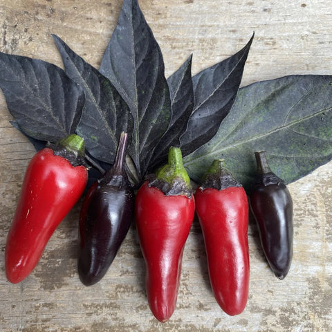 Pepper (Hot), Count Dracula (Certified Organic Seeds)