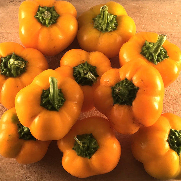 Pepper (Sweet), Doe Hill (Certified Organic Seeds)