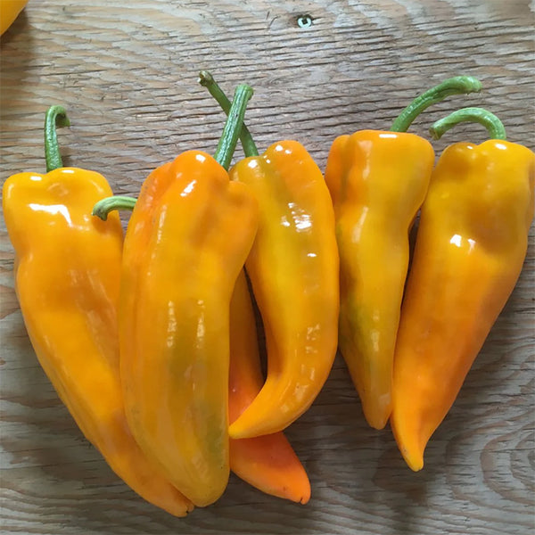 Pepper (Sweet), Gatherer's Gold (Certified Organic Seeds)