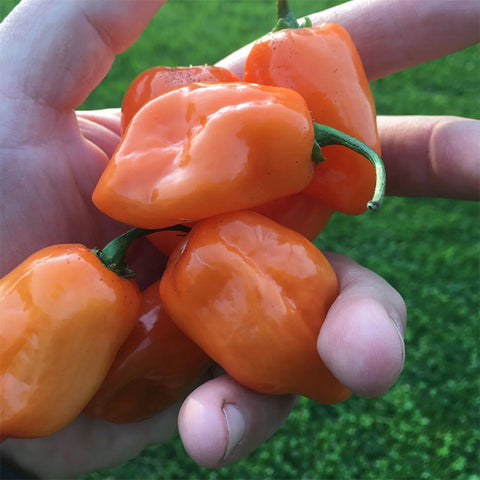 Pepper (Hot), Habanero Orange (Certified Organic Seeds)