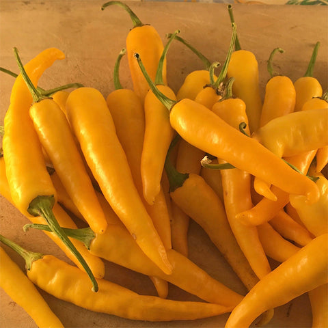 Pepper (Hot), Ho Chi Minh (Certified Organic Seeds)