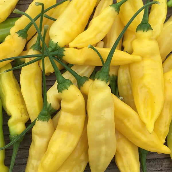 Pepper (Hot), Lemon Drop (Certified Organic Seeds)