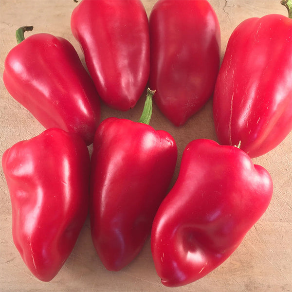 Pepper (Sweet), Lipstick Red (Certified Organic Seeds)