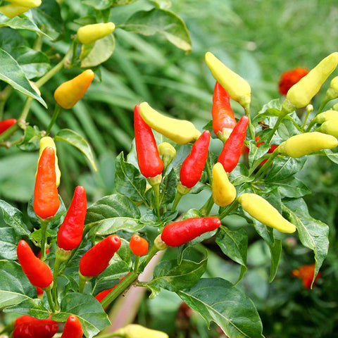 Pepper (Hot), Matchbox (Organically Grown Seeds)