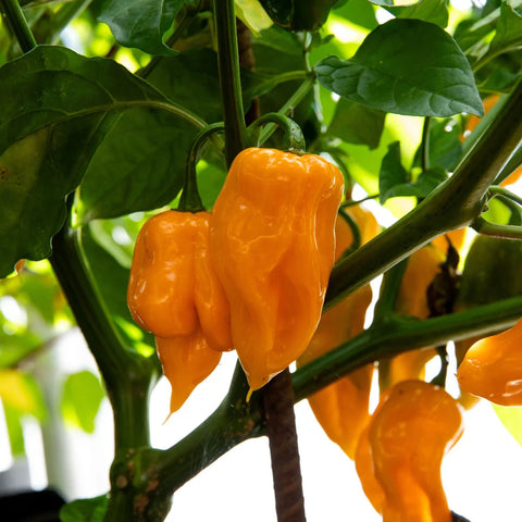 Pepper (Hot), Trinidad Scorpion Orange (Certified Organic Seeds)