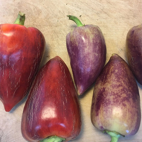 Pepper (Sweet), Violet Sparkle (Certified Organic Seeds)