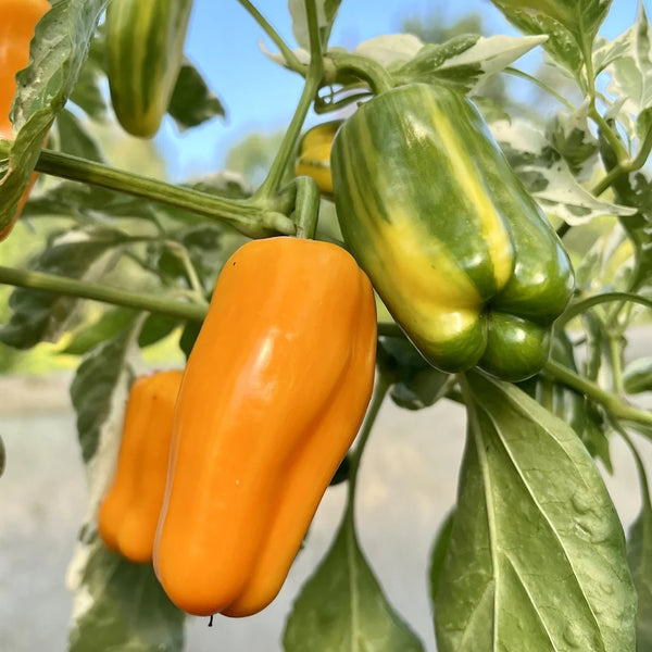 Pepper (Sweet), William Prescott Variegated (Organically Grown Seeds)