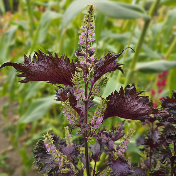 Perilla (Shiso), Katy's Red (Organically Grown Seeds)