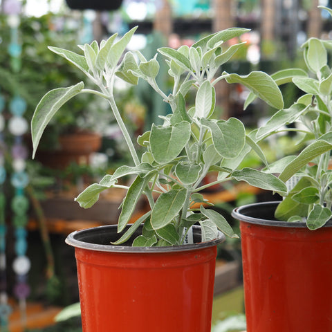 Live Plant - Peruvian Sage