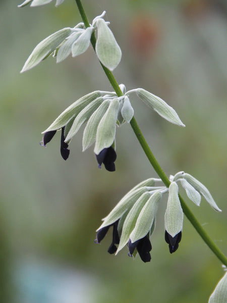Live Plant - Peruvian Sage