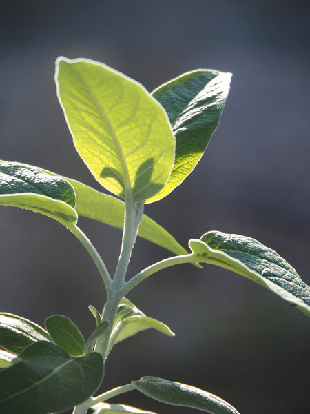 Live Plant - Peruvian Sage