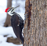 Wildcrafted Willow & Suet Bird Feeder - January 10, 2026 - 3:30 pm