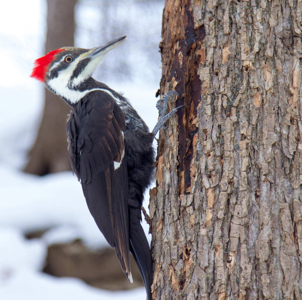 Wildcrafted Willow & Suet Bird Feeder - January 10, 2026 - 3:30 pm