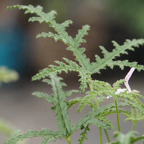 Live Plant - Scented Geranium, Pine (Pelargonium denticulatum)