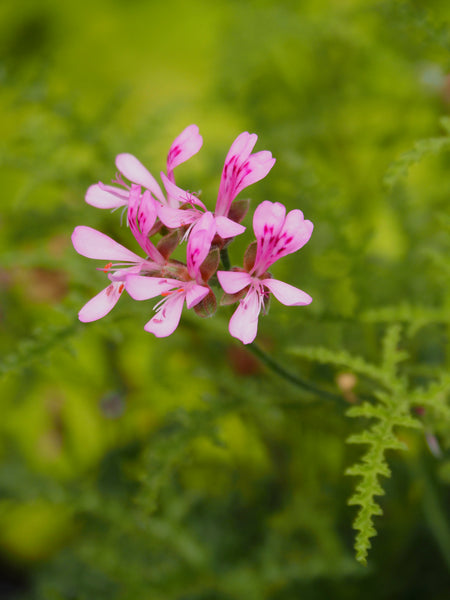 Live Plant - Scented Geranium, Pine (Pelargonium denticulatum)